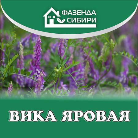 Вика яровая