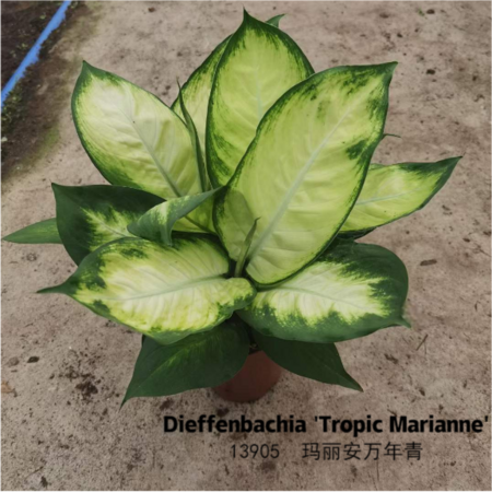 Breeze Horti Co.,Ltd